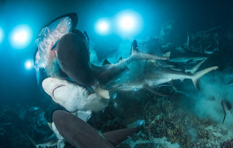 Richard Barnden, Underwater photographer of the year 2019