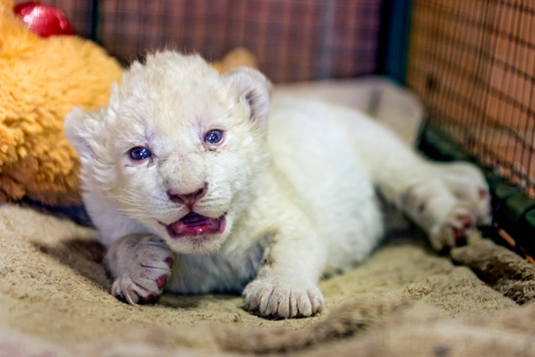 Cucciolo di leone bianco in cattività