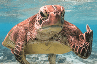 La foto di una tartaruga irriverente vince i Comedy wildlife photography awards 2020