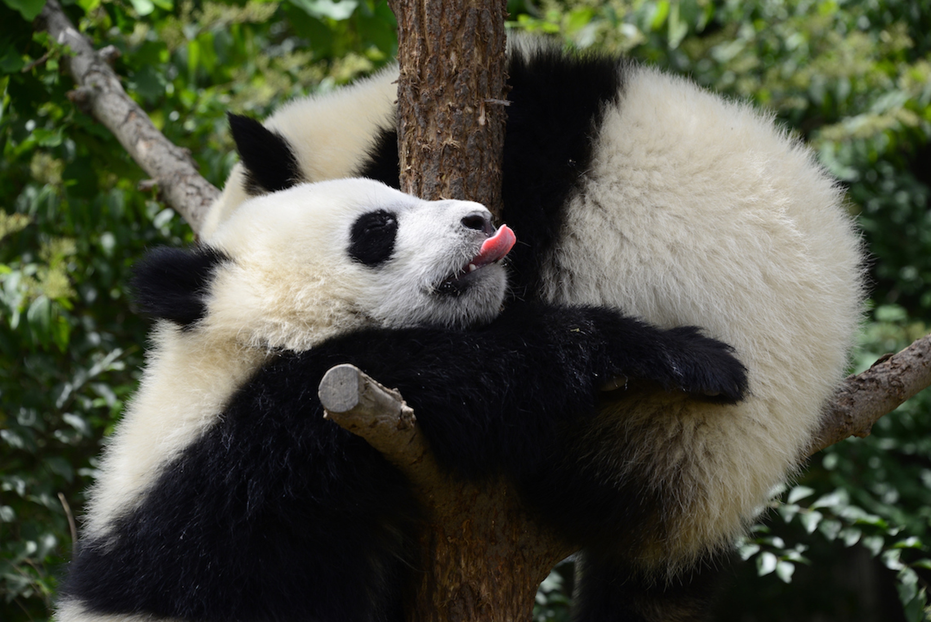The giant panda is no longer endangered