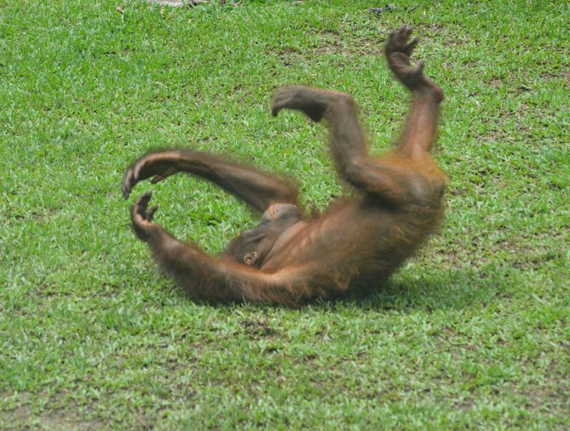 Sepilok Orangutan Rehabilitation Centre