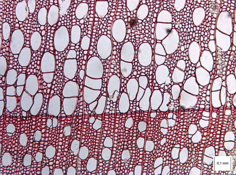 Legno, sezione trasversale