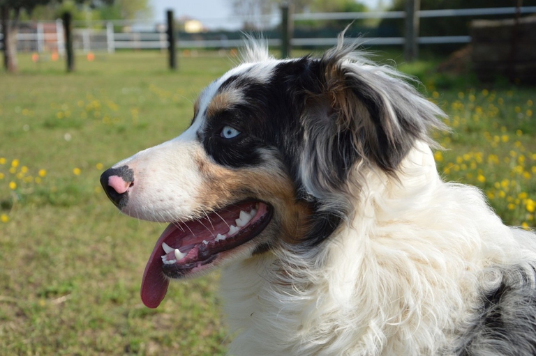 Australian shepherd
