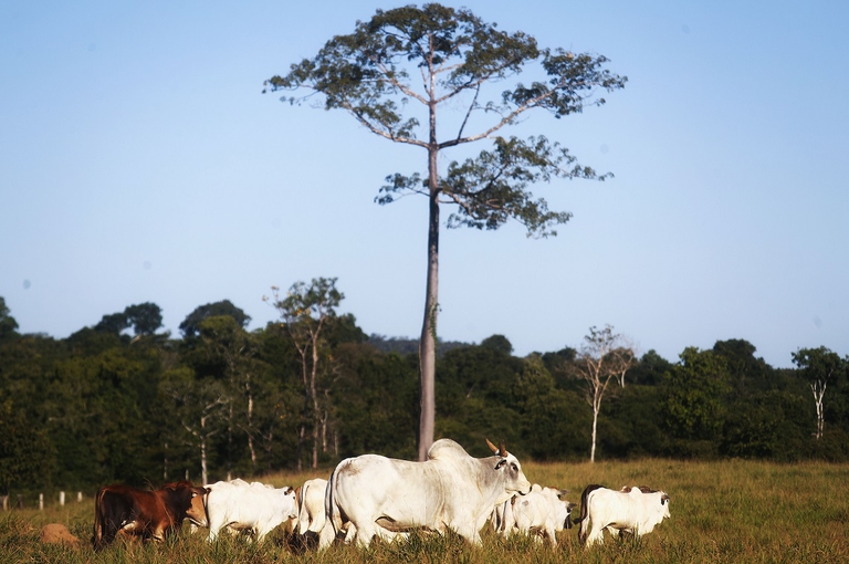 Allevamento di bovini nell'amazzonia brasiliana
