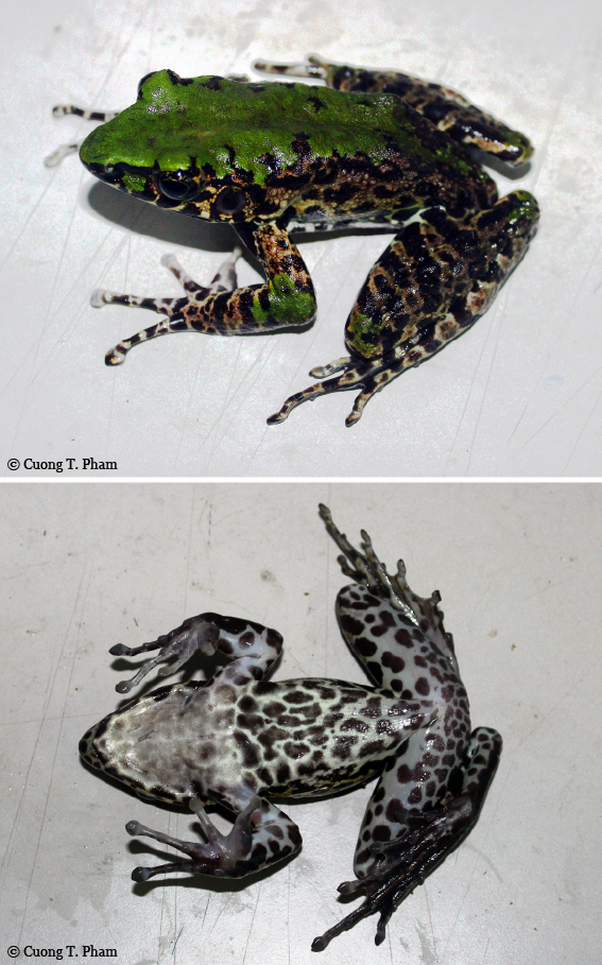 Odorrana mutschmanni 2