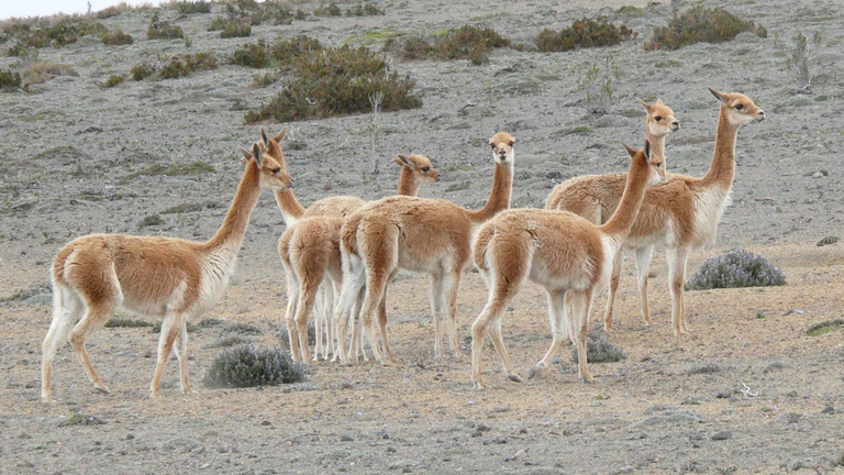 La lana di vigogna era ritenuta così pregiata che solo i re inca potevano indossarla. ©Wikimedia