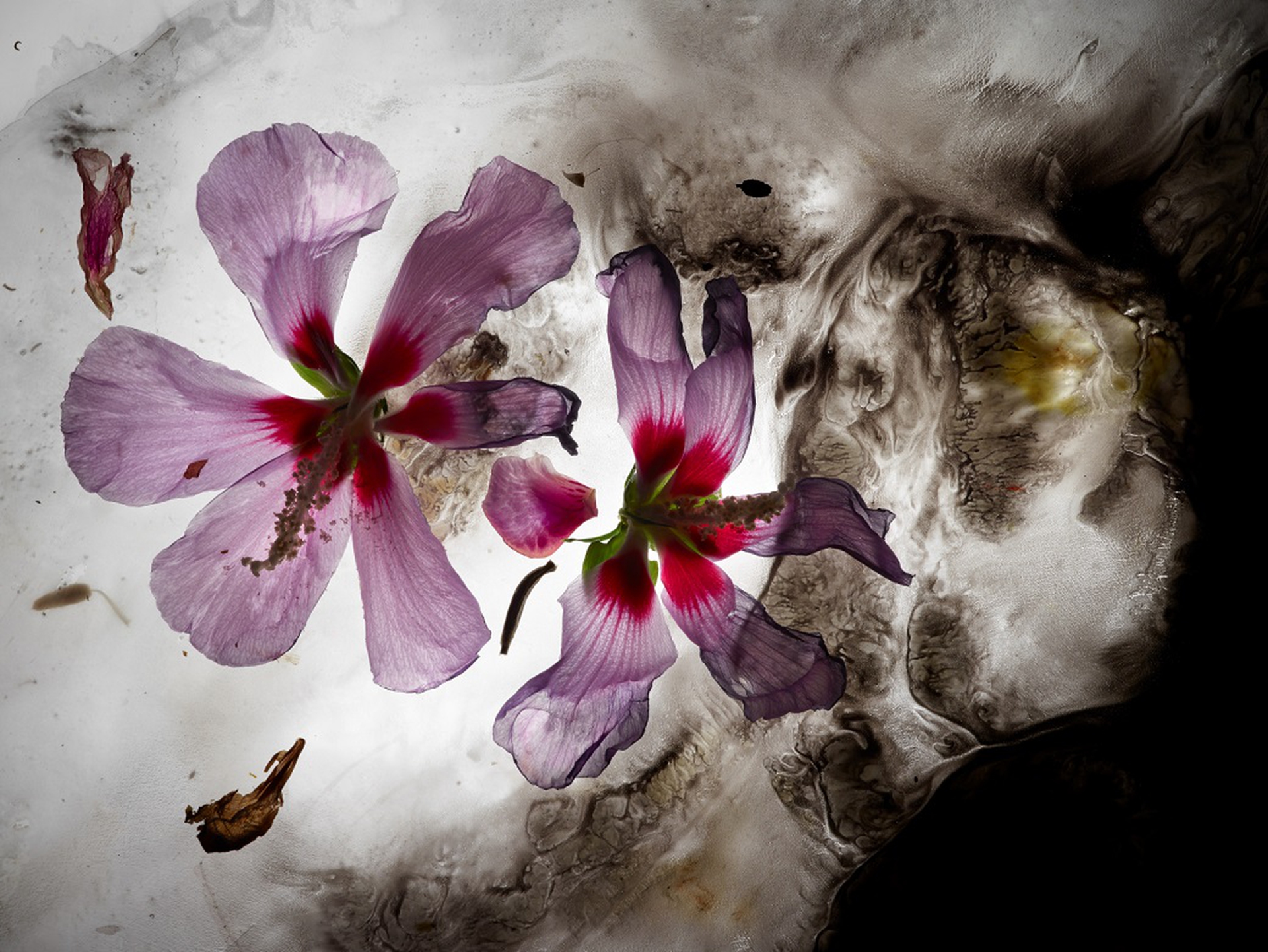 Mario Carrieri e l'eleganza dei fiori in mostra a Villa Carlotta