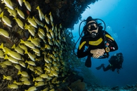 La barriera corallina è un’opera d’arte da restaurare