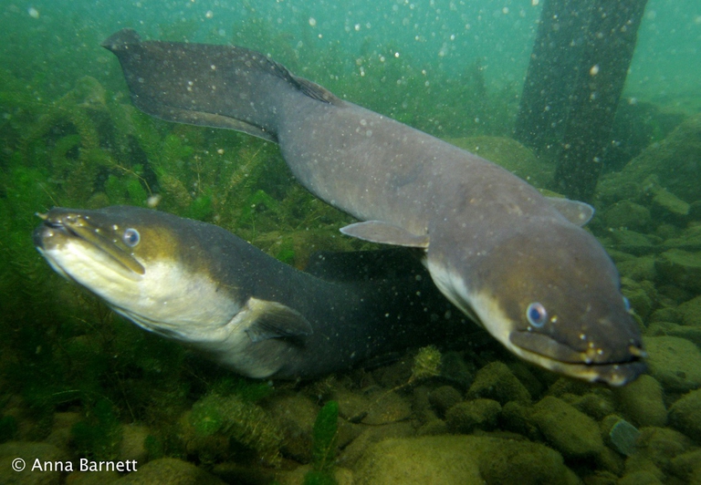 Anguille europee in cerca di cibo