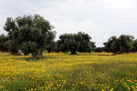 Cos’è la Rete rurale nazionale e come supporta la crescita sostenibile dei territori