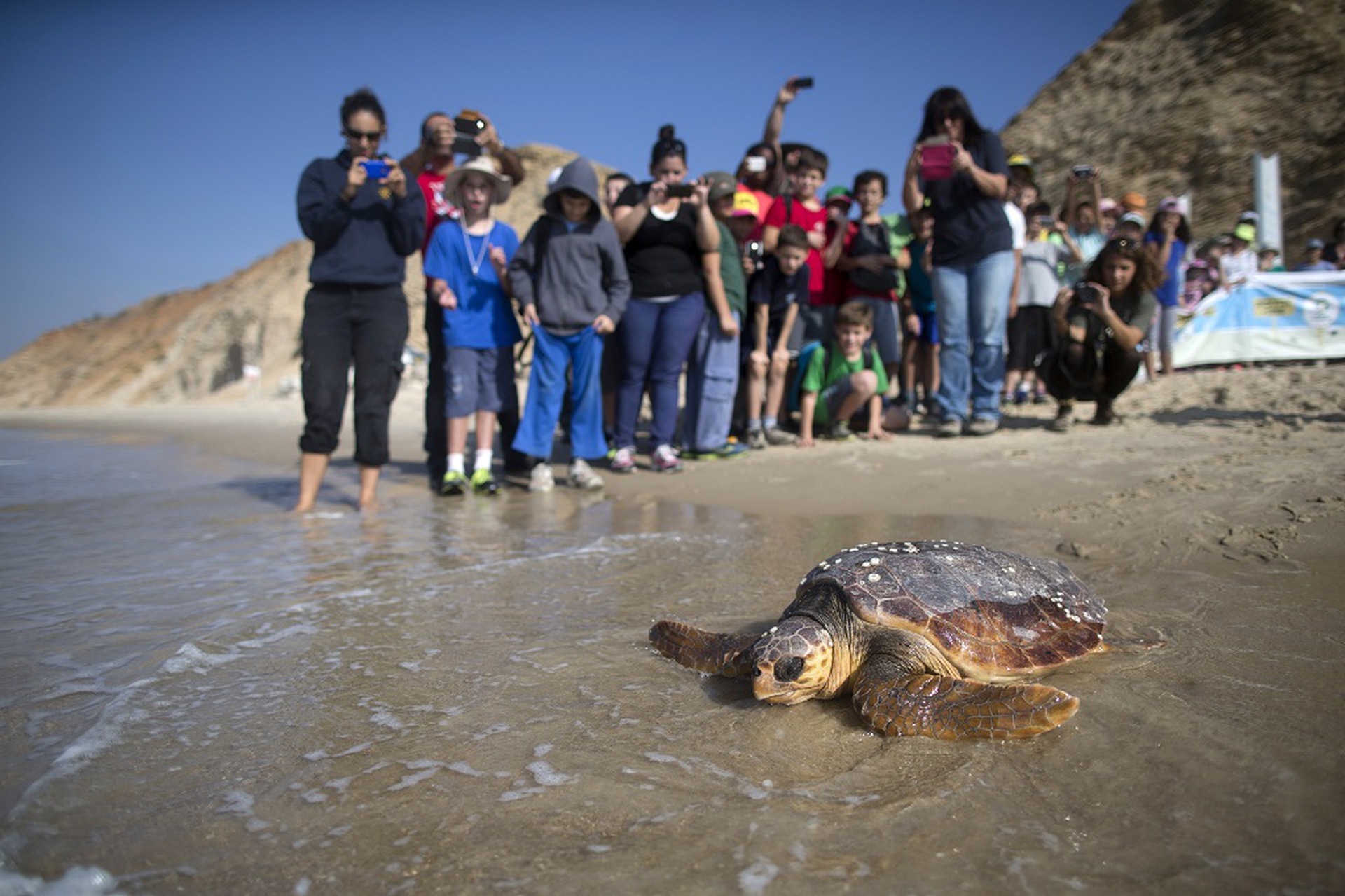 Liberazione tartaruga