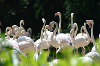 Come nasce un piccolo fenicottero rosa, in un video di Parco natura viva