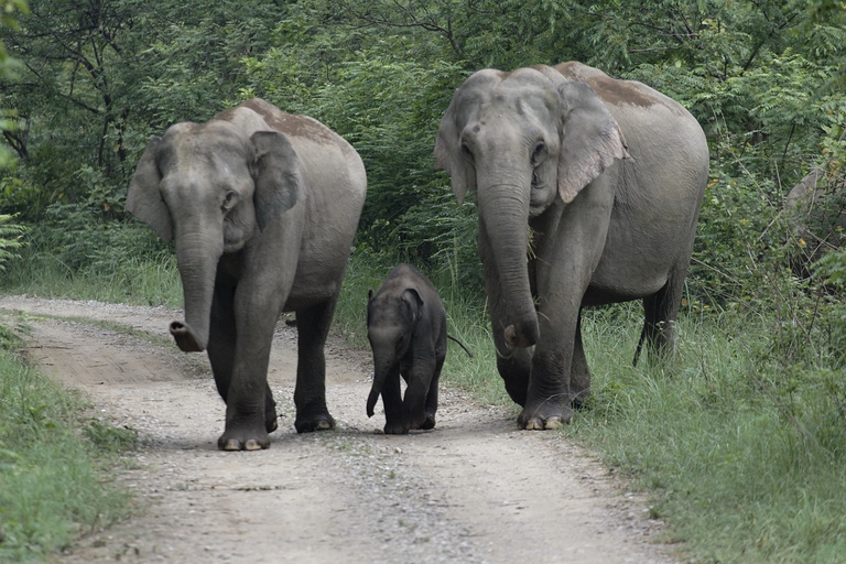 Elefanti asiatici su un sentiero