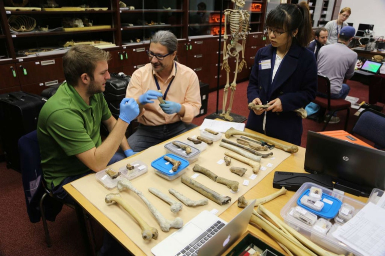 41-Chris-Walker-Damiano-Marchi-and-Pianpian-Wei-comparing-femora-john-hawks-cc-by