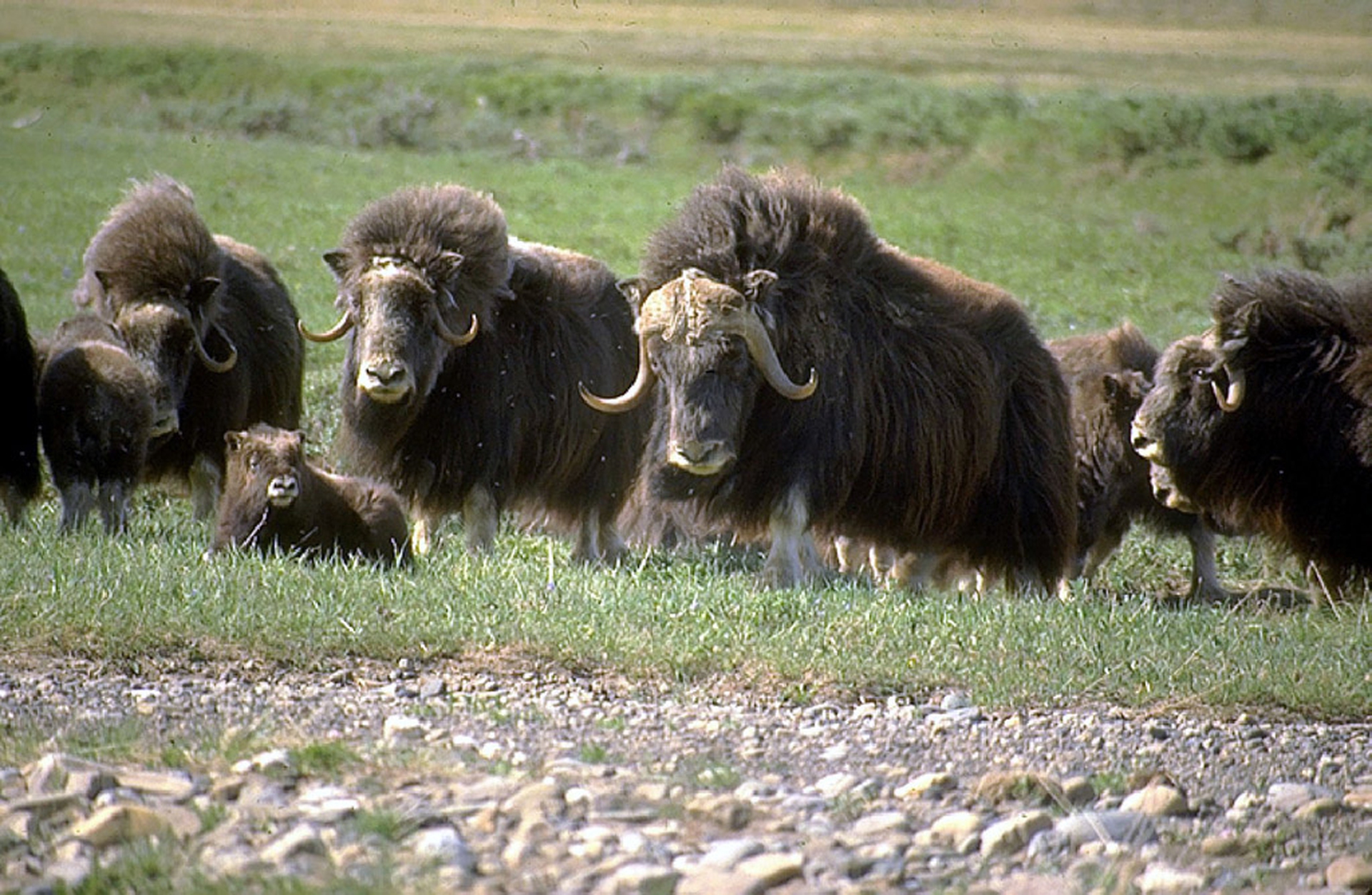 Arctic national wildlife refuge