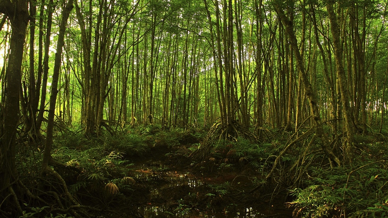 Fresta di mangrovie indonesiana, adattamento