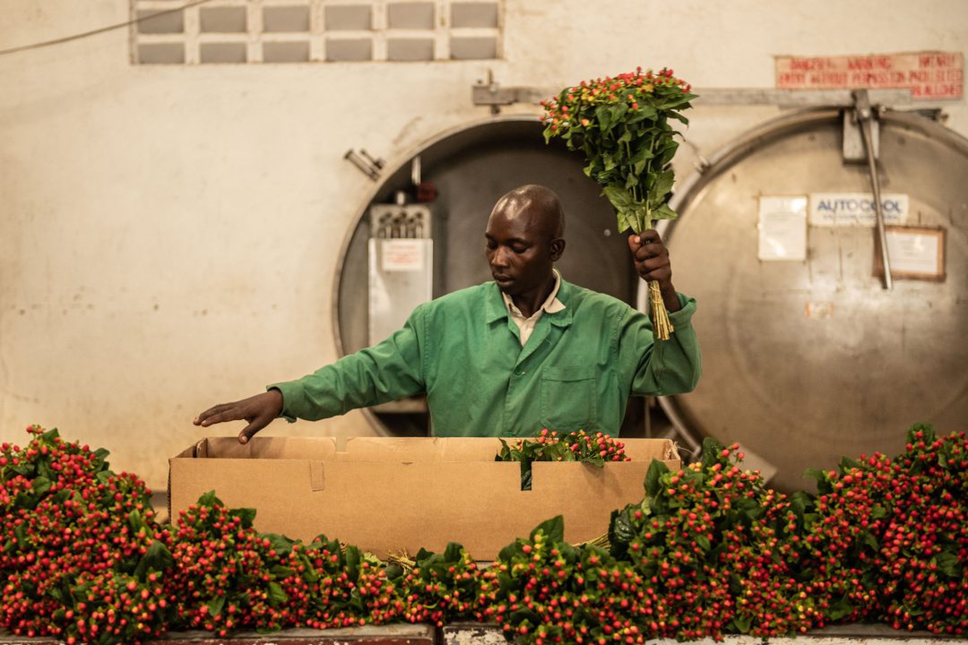 San Valentino. Le rose importate dal Kenya nascondono caporalato e inquinamento