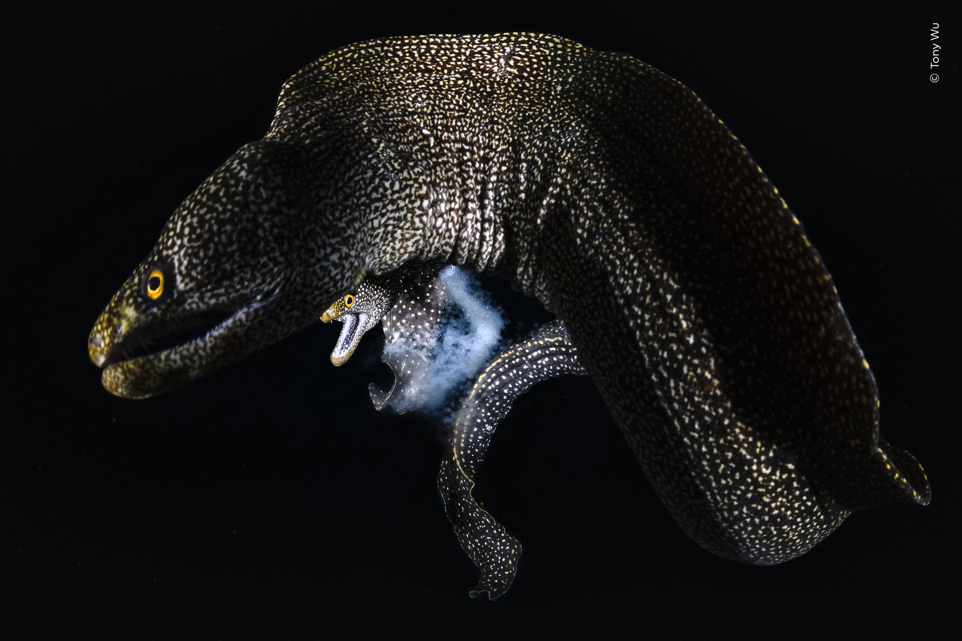 &copy; Wildlife Photographer of the Year