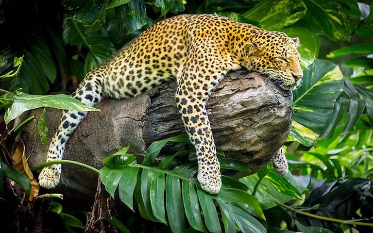 leopardo di giava