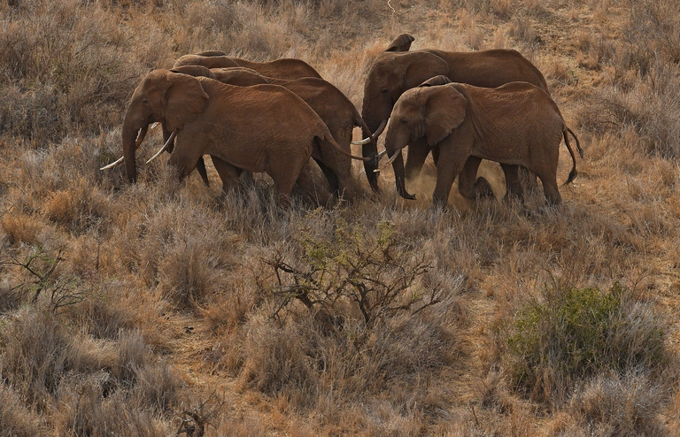 elefanti africani, turismo