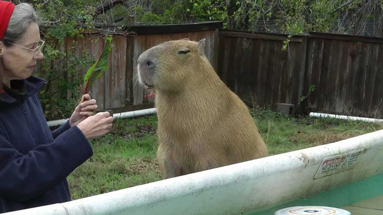 5 things you should know about capybaras - LifeGate