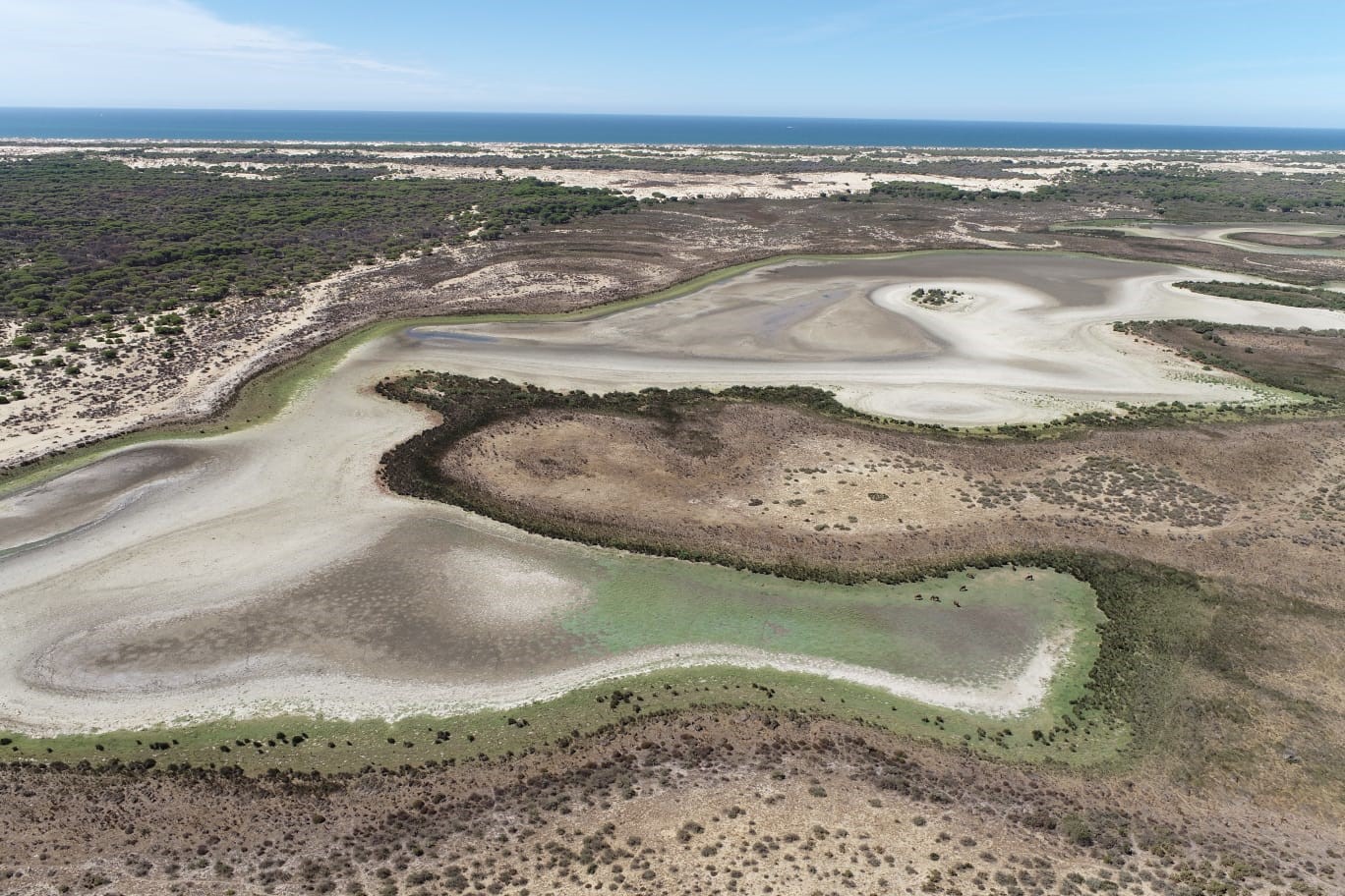 Drought and overexploitation dried up a lake in Spain's Doñana National ...