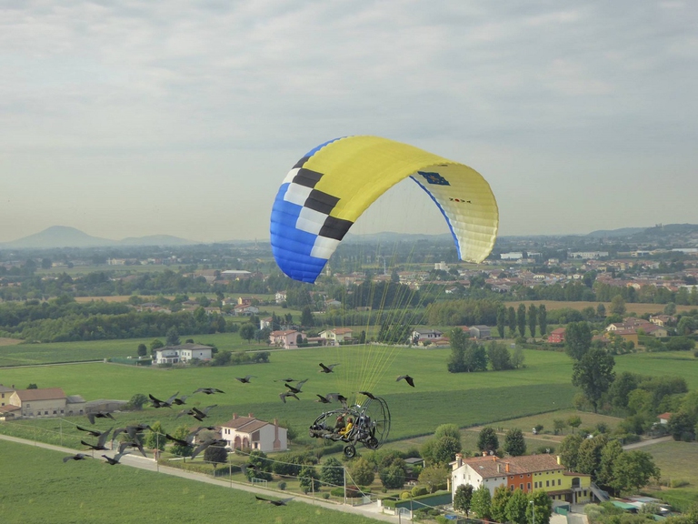 Ibis che migrano guidati dall'uomo