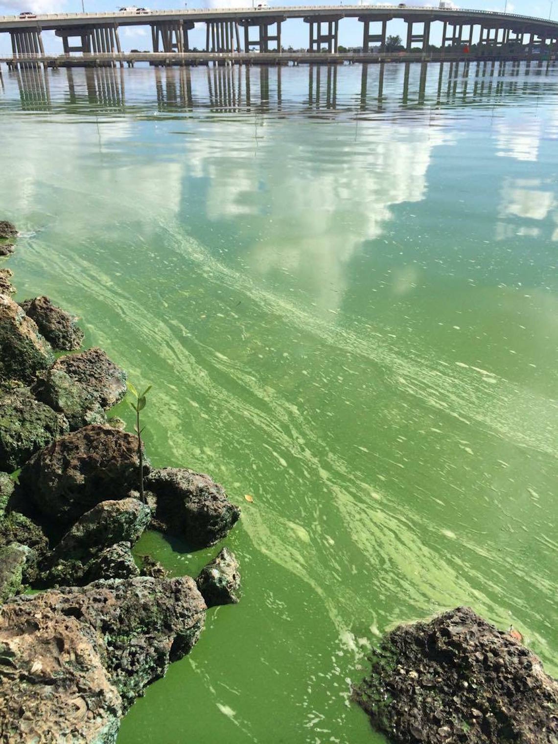 Florida, state of emergency declared as algae blooms threaten local