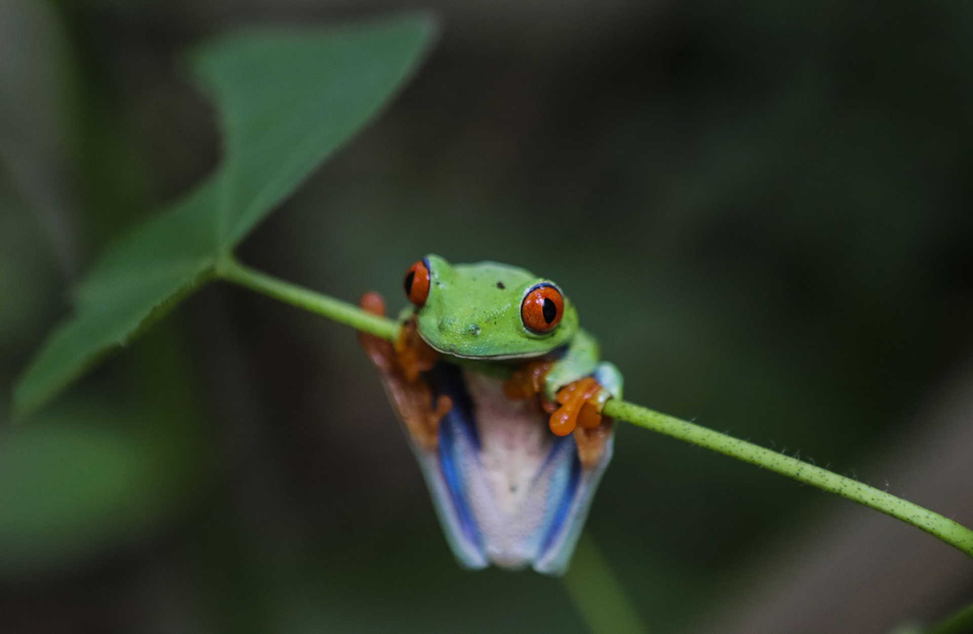 raganella_occhi_rossi