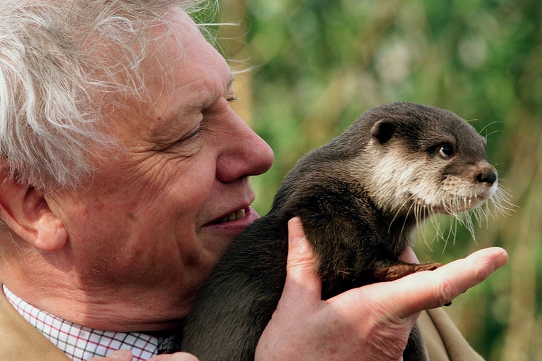 Famous naturalist Sir David Attenborough holds 'Little Bee' a baby Asian Otter during an event by the river Thames near Windsor March 23. A scheme was announced today in an attempt to help return otters back to the river Thames where numbers have been dwindling for years. DJM/AS - RTRN7DU