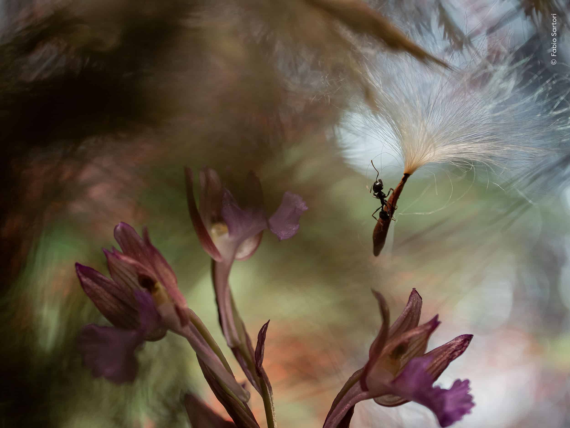 &copy; Wildlife Photographer of the Year