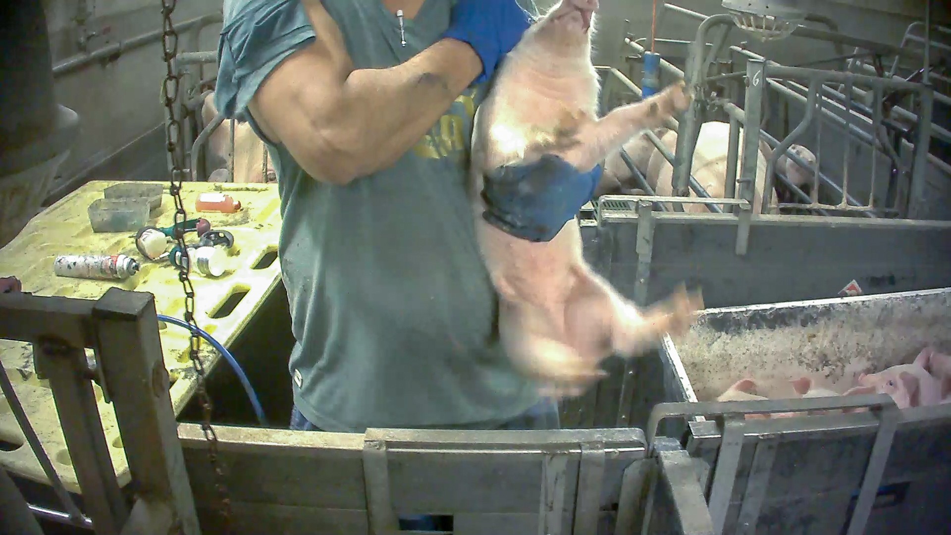 Violenze perpetuate contro un maialino