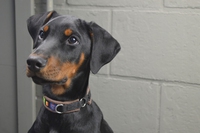 Dobermann, il difensore della famiglia che adora i bambini