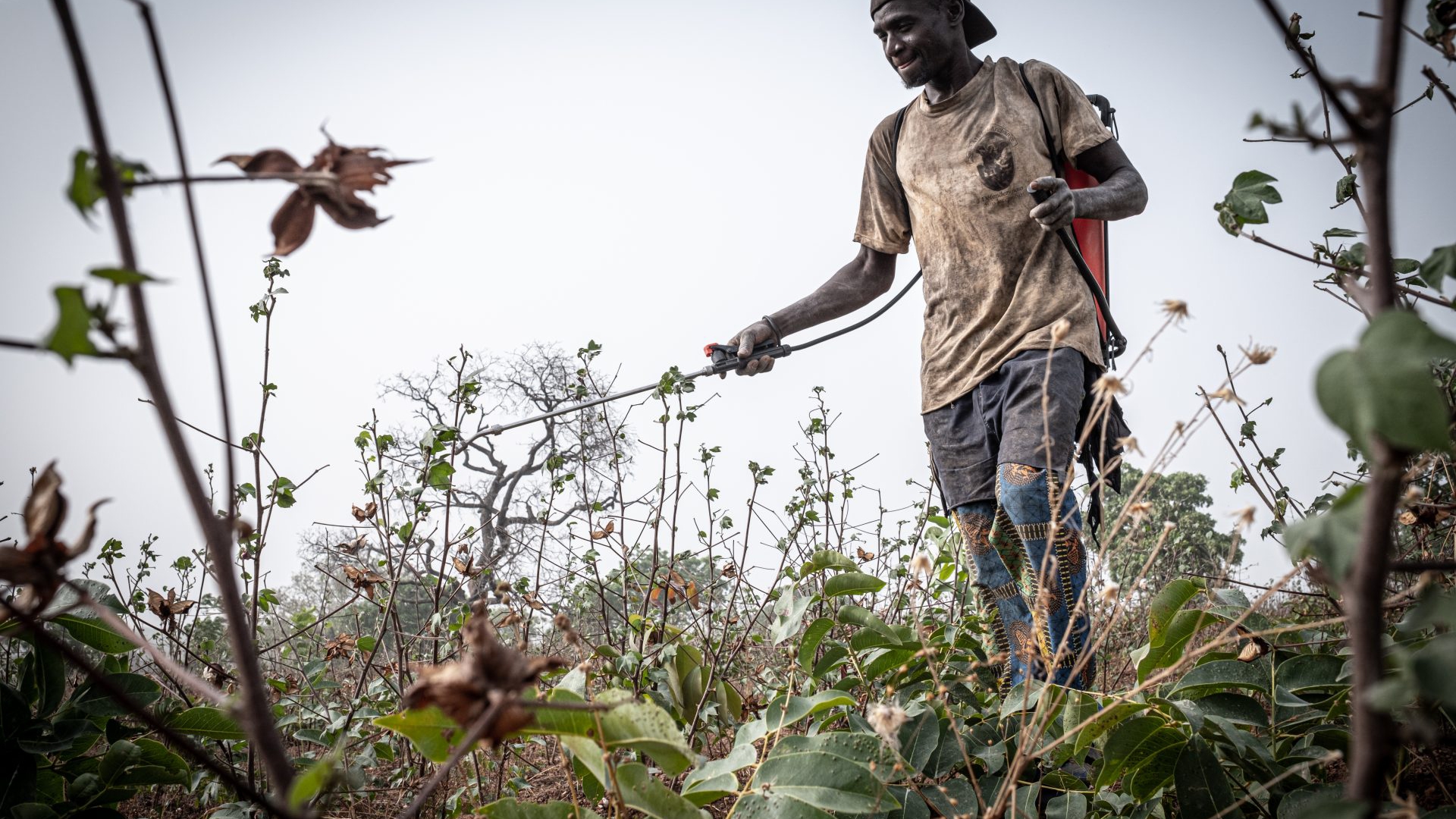 Campi di cotone, Benin