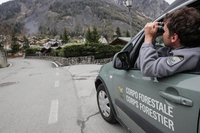 Cosa succede alla Forestale