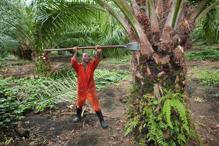 Coltivazione di palma da olio