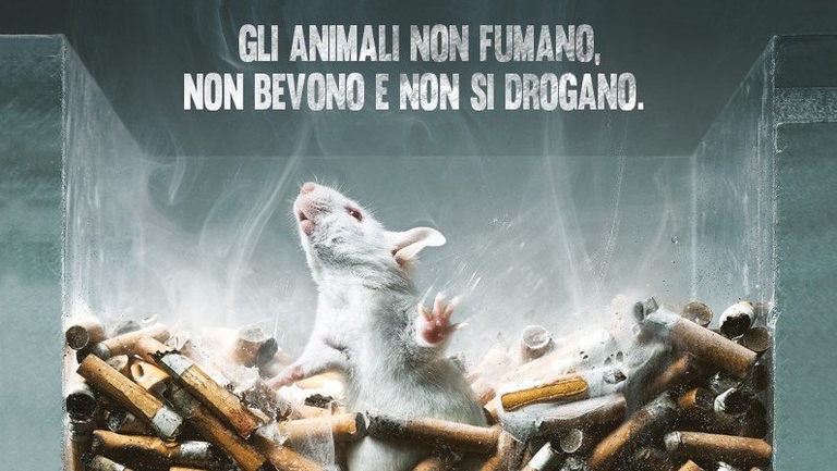 La Lav: "Gli animali sottoposti ai test su sostanze d’abuso fumano l’equivalente di 266 sigarette al giorno, subiscono iniezioni o inalano i vapori dell’alcol immobili per ore, giorni. Questo, nonostante i risultati ottenuti possano risultare fuorvianti, soprattutto in un campo così complesso come la dipendenza che ha chiari risvolti sociologici e psicologici non riproducibili in un topo chiuso in una gabbia di un laboratorio."