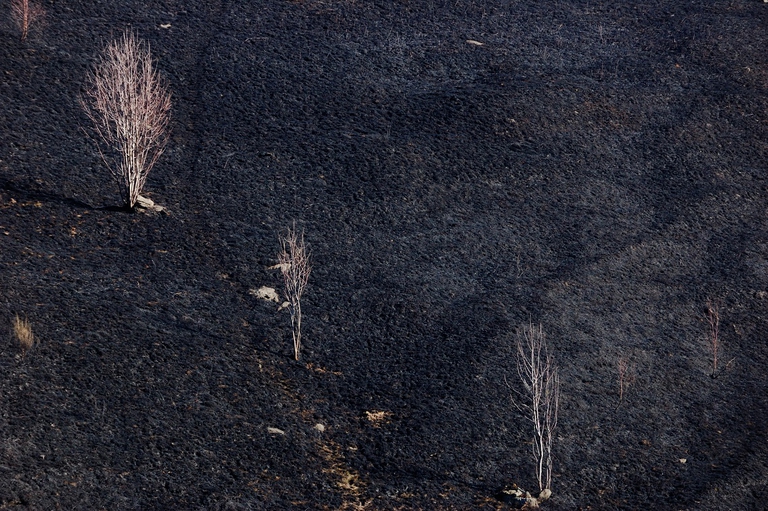 Foresta ridotta in cenere