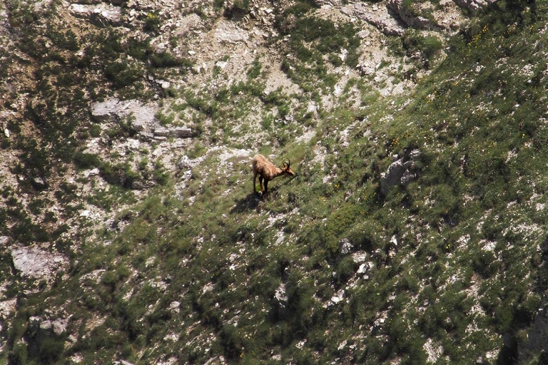Esemplare di camoscio appenninico che pascola nei pressi del Monte Bove, nel Parco nazionale dei Monti Sibillini © Lorenzo Brenna