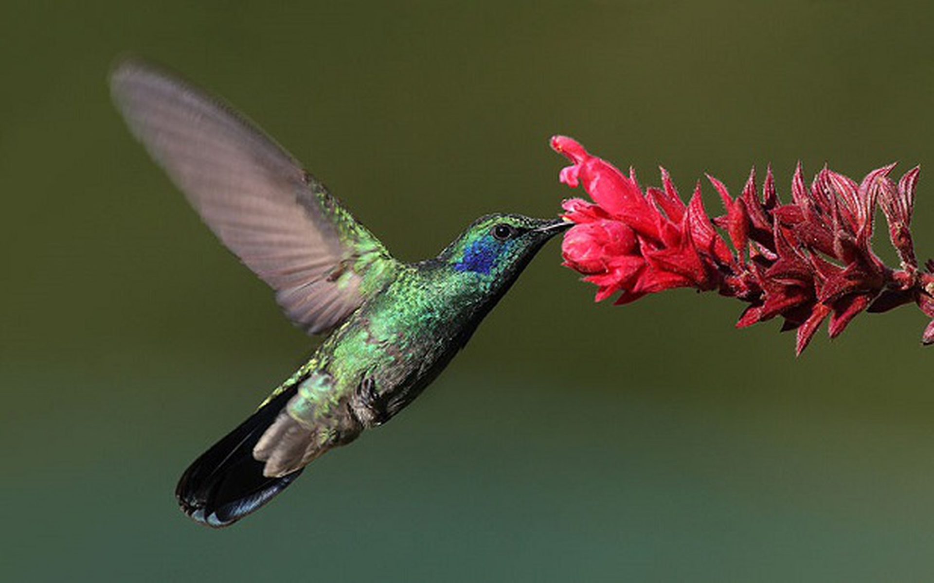 Colibrì