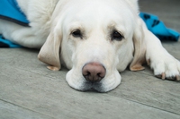 Artrosi nel cane, come prevenirla e curarla con l’omeopatia