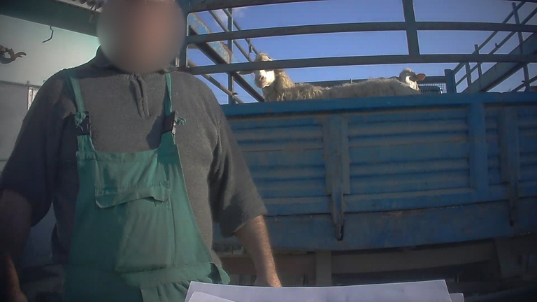 Indagine Essere Animali Sardegna