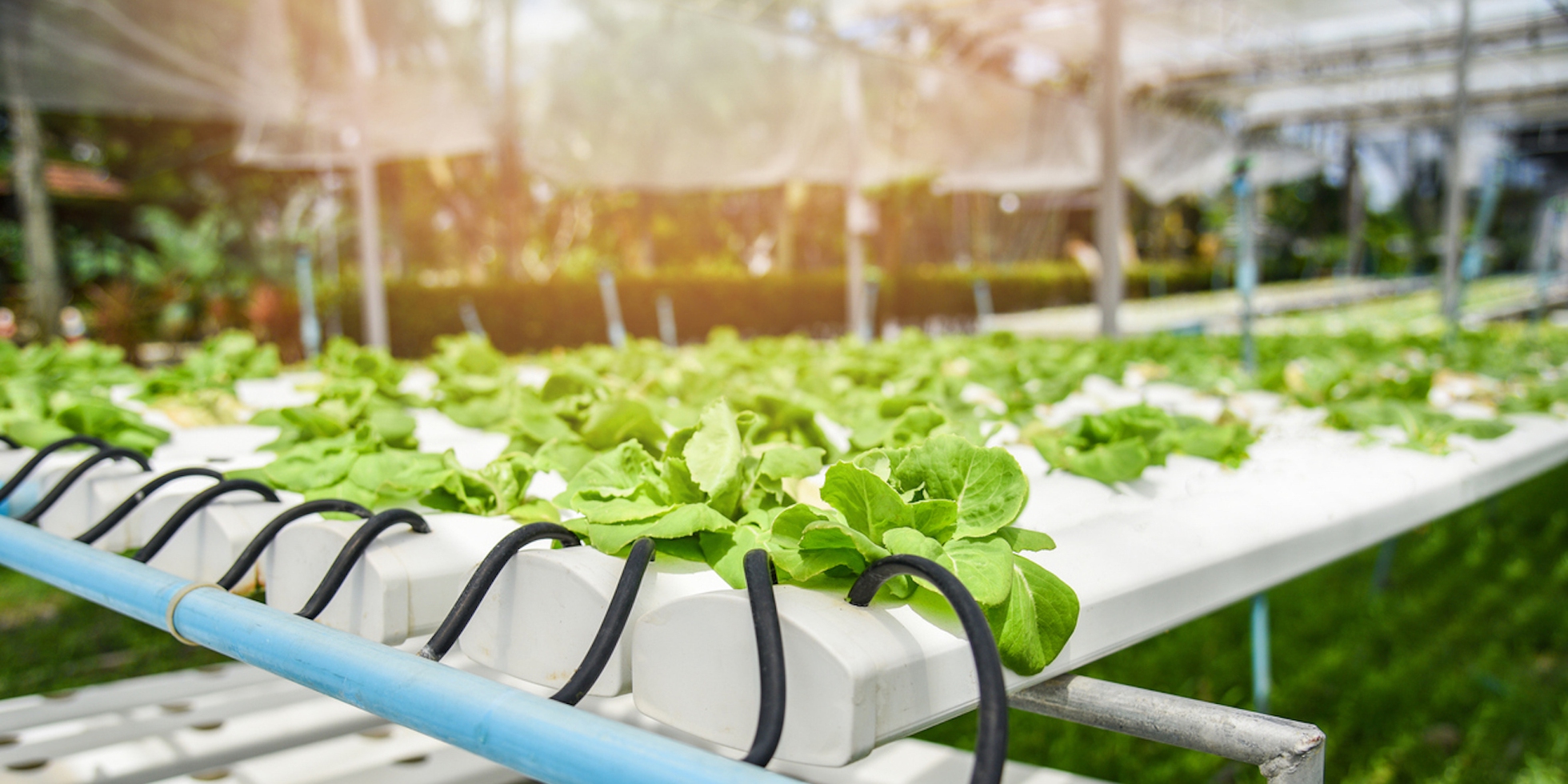 Agricoltura Verticale Startup Che Producono Cibo Risparmiando Acqua