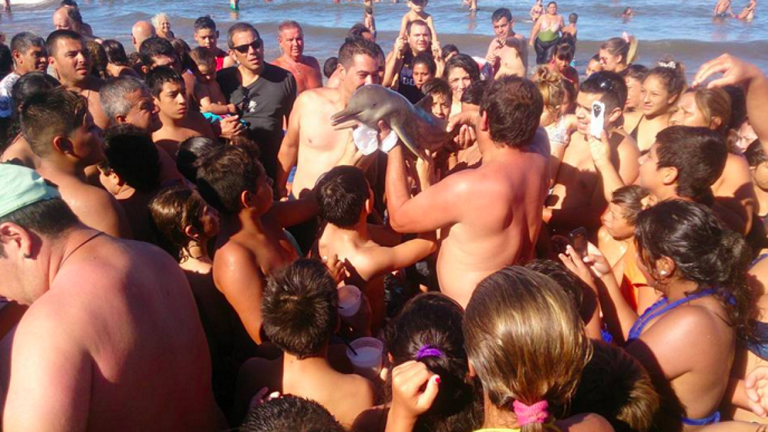 I turisti si scattano foto con il delfino morente