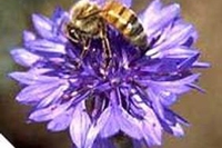 La propoli, una miscela miracolosa