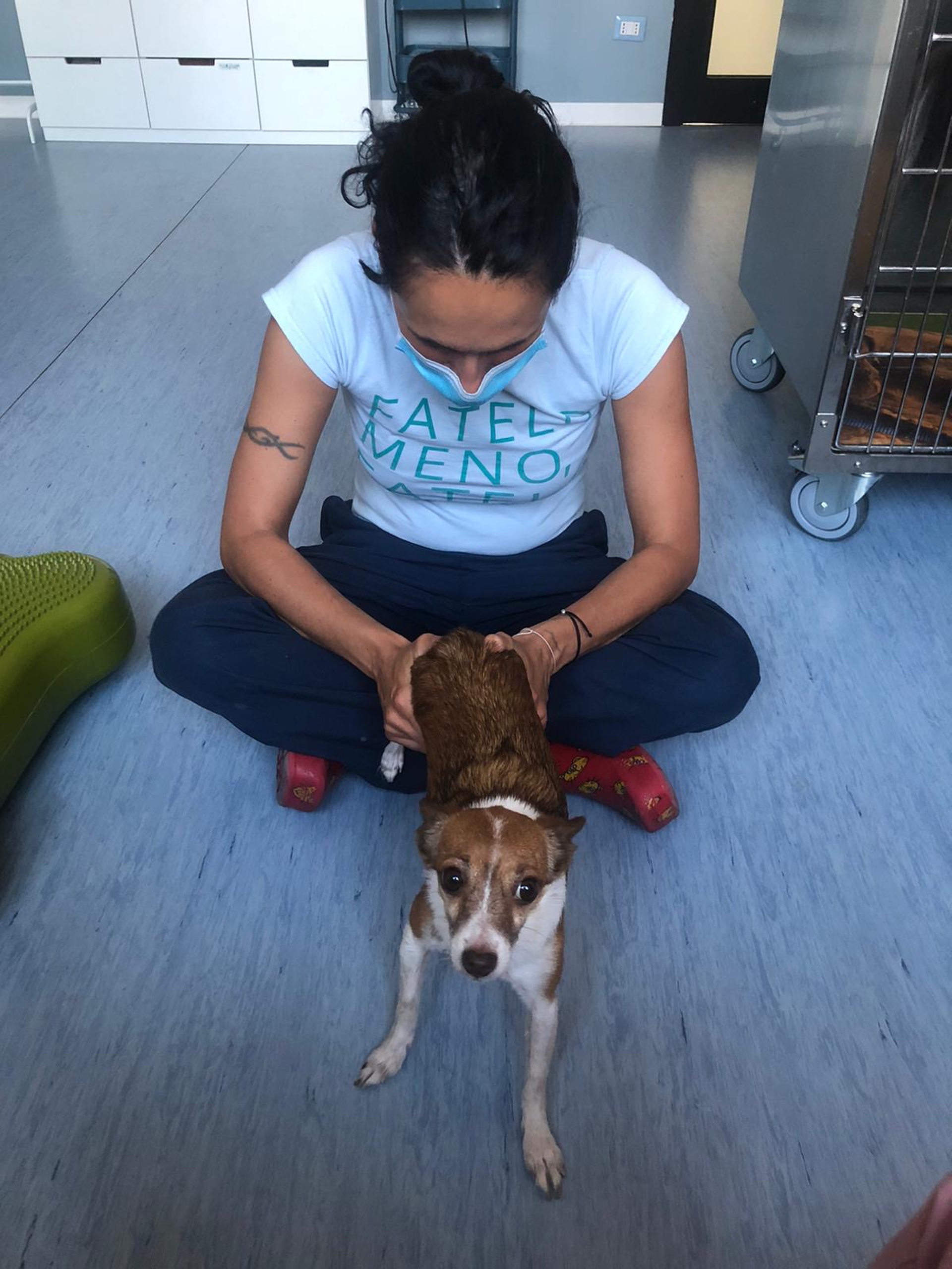 Osteopatia veterinaria