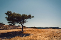 La sete del bosco. Come le foreste reagiscono alla siccità e come aiutarle