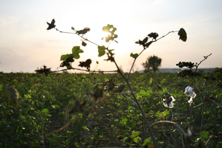 Campo di cotone