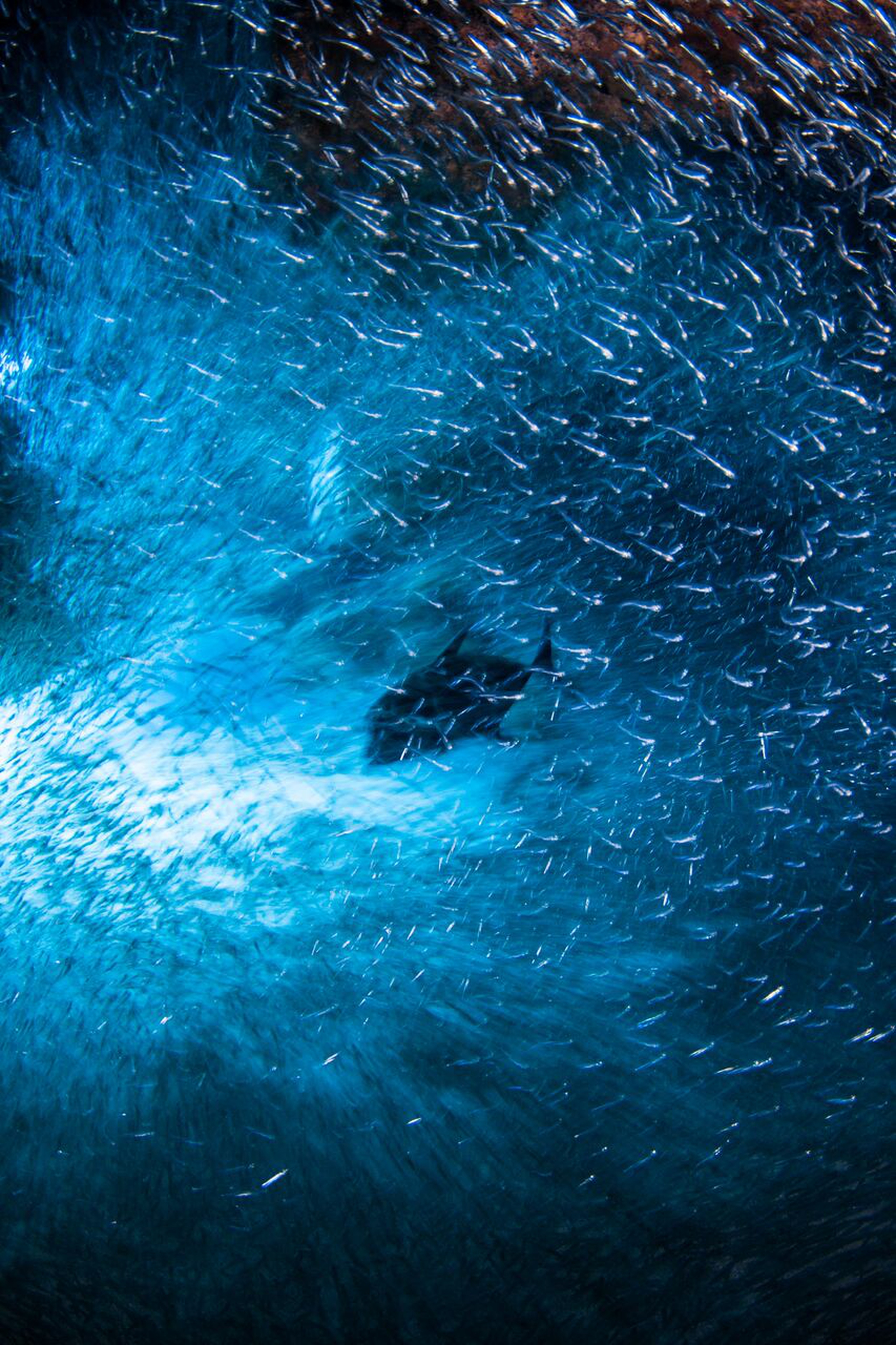 underwaterphotographer9