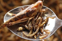 Even in western countries people used to eat bugs